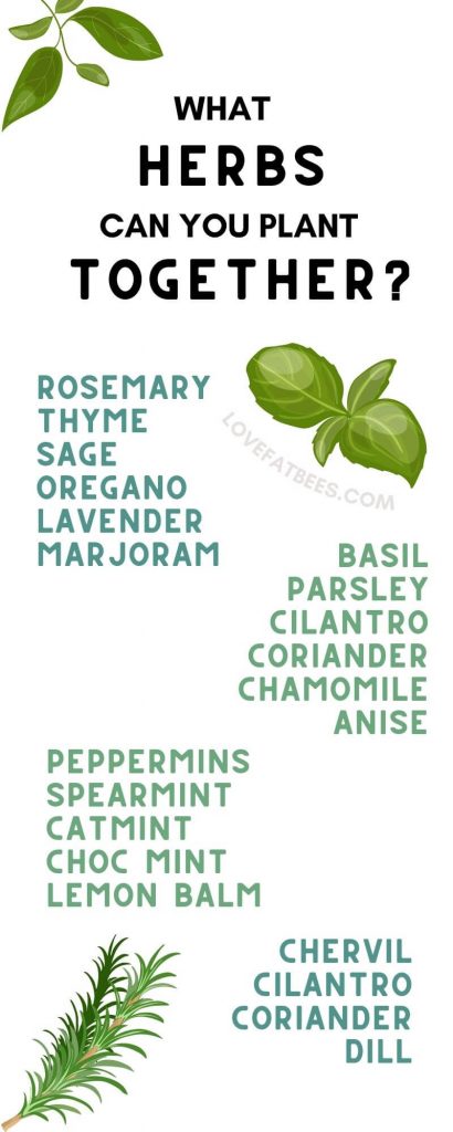 what herbs can I plant together