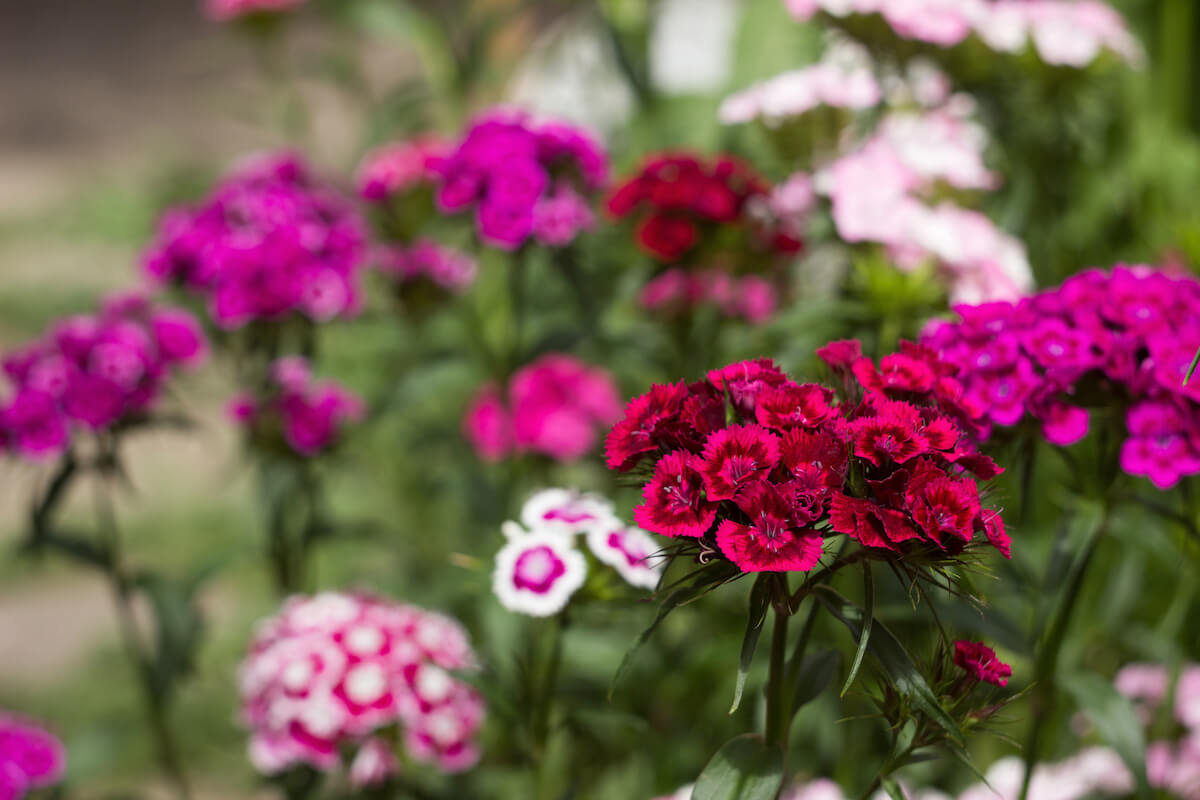 How to Grow Sweet William (Dianthus Barbatus) love fat bees