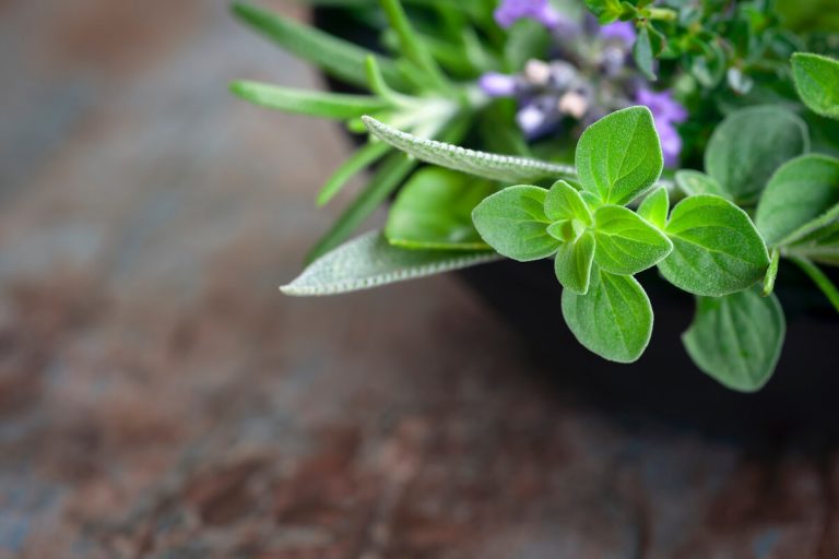 What Herbs Can You Plant Together?