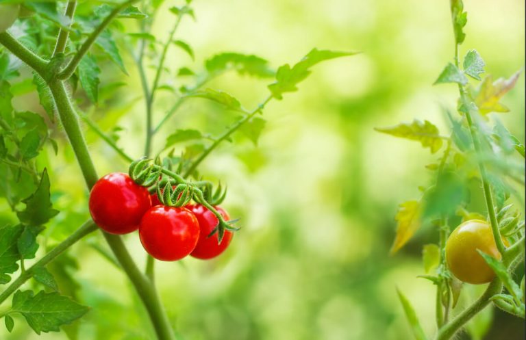 cherry tomatoes with yellow leaves