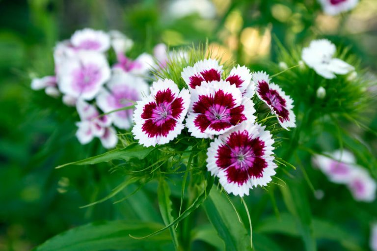 How to Grow Sweet William (Dianthus Barbatus)